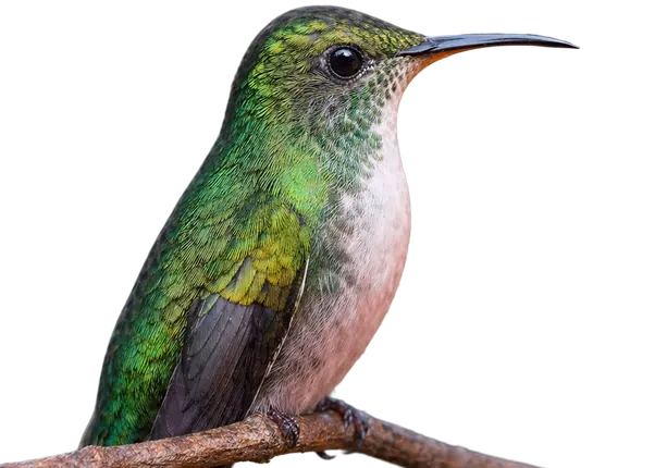 Colibrí verde iridiscente
